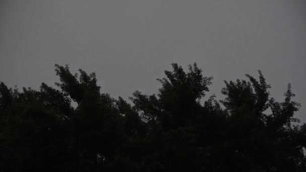 Foudre Dans Ciel Orageux Nuit Sur Couronne Arbre — Video