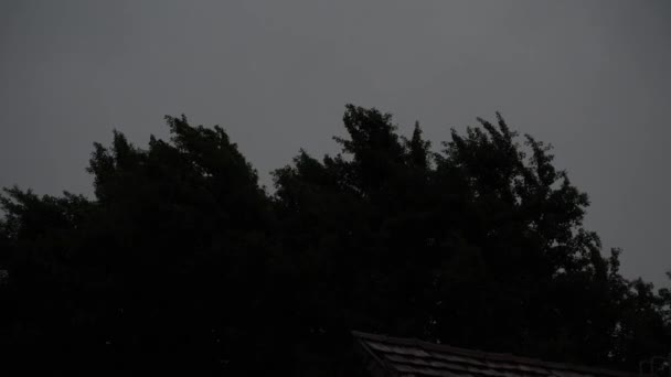Blixt Den Stormiga Natthimlen Över Kronan Ett Träd — Stockvideo