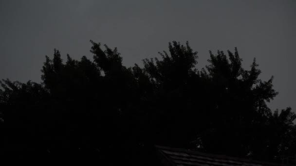 Lyn Den Stormfulde Nattehimmel Kronen Træ – Stock-video