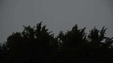 Gece fırtınasında büyük bir ginkgo bilobanın tacı hareket ediyor.