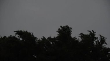 Gece fırtınasında büyük bir ginkgo bilobanın tacı hareket ediyor.