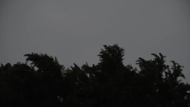Ruch Korony Ogromnego Ginkgo Biloba Nocy Burza — Wideo stockowe