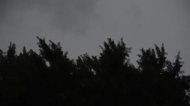 Gece fırtınasında büyük bir ginkgo bilobanın tacı hareket ediyor.