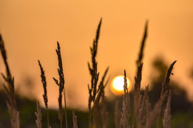Gün batımı arka planında alan bitkisi ana hatları