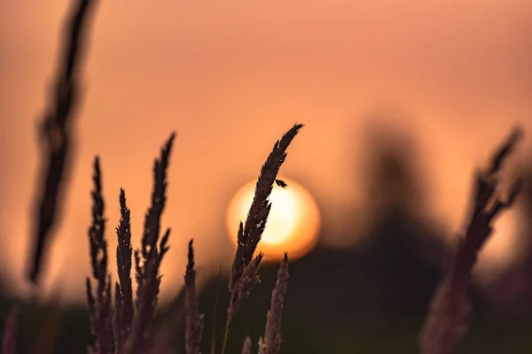 Obrys Rostliny Pole Pozadí Západu Slunce — Stock fotografie