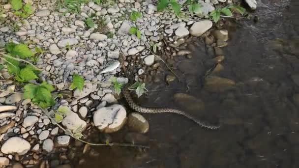 River Snake Fish Caught — Vídeo de Stock