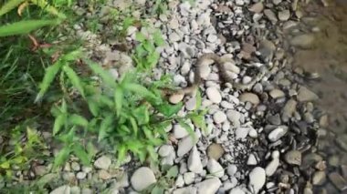 River snake with fish caught
