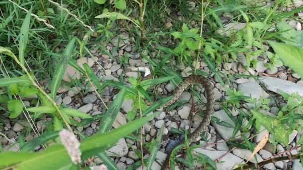 River Snake Fish Caught — Vídeo de Stock