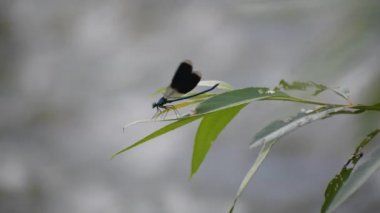 The bright dragonfly in the wild at the river