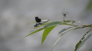 The bright dragonfly in the wild at the river