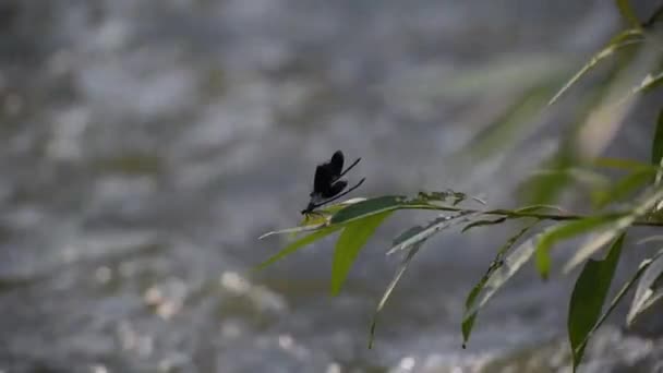 Bright Dragonfly Wild River — Vídeo de Stock