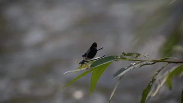 Bright Dragonfly Wild River — Vídeo de stock