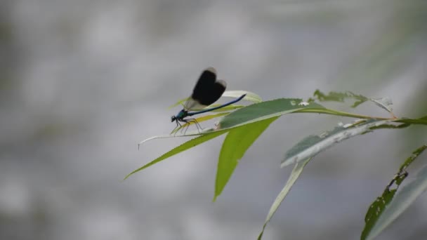 Bright Dragonfly Wild River — Video Stock