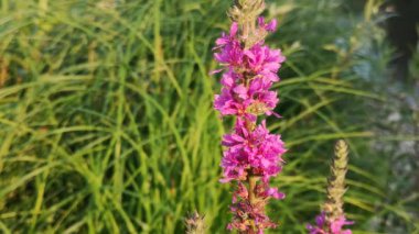 Blooming loosestrife willow on the river bank