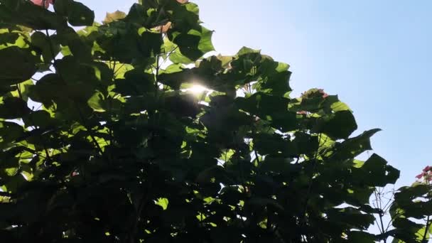 Rays Sun Leaves Sycamore — Vídeos de Stock