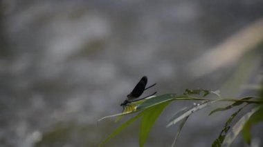 The bright dragonfly in the wild at the river