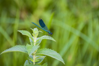 The bright dragonfly in the wild at the river