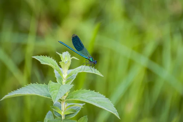 Bright Dragonfly Wild River — Stockfoto