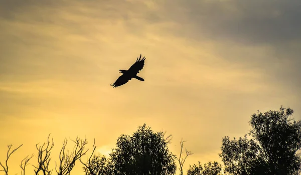 Silueta Létající Vrány Při Západu Slunce — Stock fotografie
