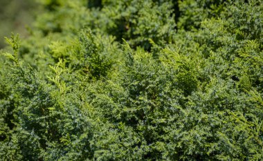 Ornamental shrub for the garden