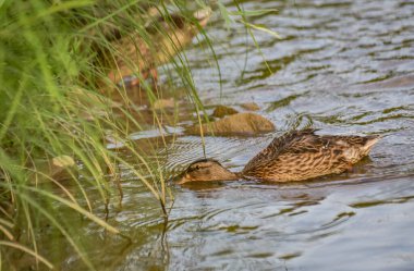 Mallard duck in the wild on a mountain river