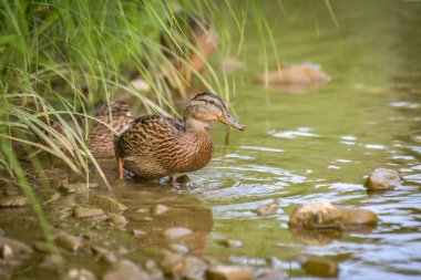 Mallard duck in the wild on a mountain river