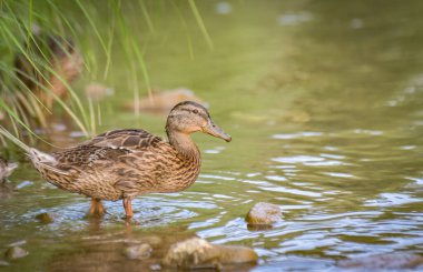 Mallard duck in the wild on a mountain river