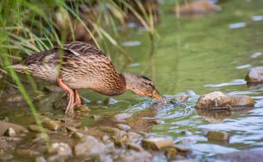 Mallard duck in the wild on a mountain river