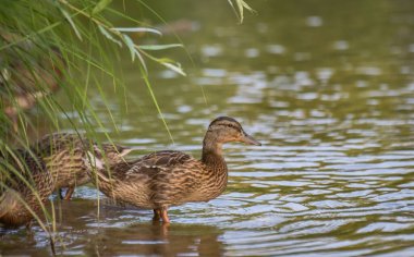 Mallard duck in the wild on a mountain river