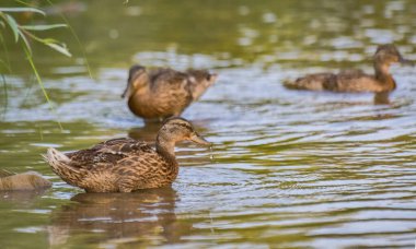 Mallard duck in the wild on a mountain river