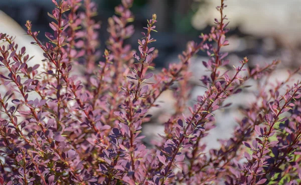 Ornamental shrub for the garden