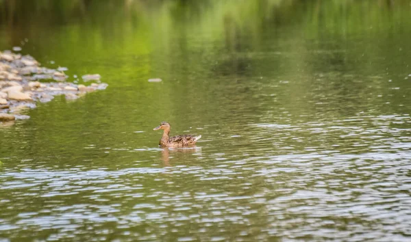 Mallard Duck Wild Mountain River — Stok fotoğraf