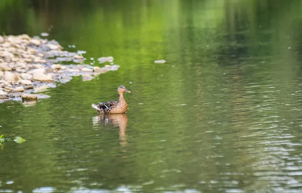 Mallard Duck Wild Mountain River — Photo