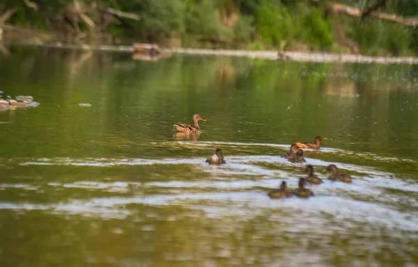 Mallard Duck Wild Mountain River — Stock Photo, Image