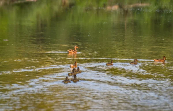 Mallard Kachna Divočině Horské Řece — Stock fotografie