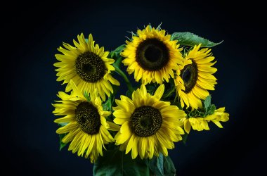 Parlak sarı desenli ayçiçeği