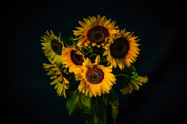 Bright blooming yellow decorative sunflower