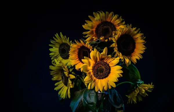 Bright Blooming Yellow Decorative Sunflower — Stock Photo, Image