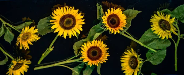 Bright Blooming Yellow Decorative Sunflower — Stock Photo, Image