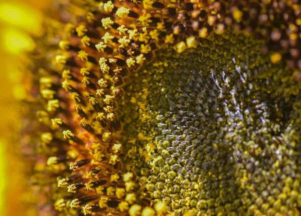 Flor Brillante Girasol Decorativo Amarillo — Foto de Stock