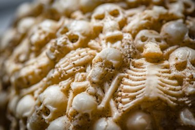 Küçük bir yapay insan kafatasında desenli çizimler.