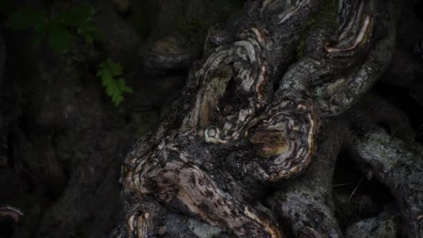 Pote Med Monster Kløer Stryger Stammen Gammelt Træ – Stock-video
