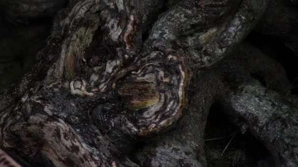 Ένα Πόδι Νύχια Τέρατος Χτυπά Τον Κορμό Ενός Παλιού Δέντρου — Αρχείο Βίντεο