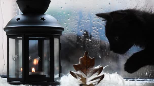 在雨窗和有蜡烛的灯笼的背景上 有绒毛的小猫 — 图库视频影像