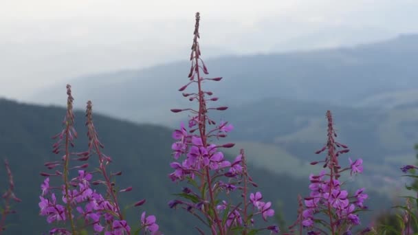 Hierba Sauce Florece Sobre Fondo Una Cordillera — Vídeos de Stock