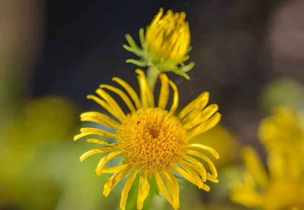 Primo Piano Della Pianta Medicinale Fiorita Elecampane — Foto Stock