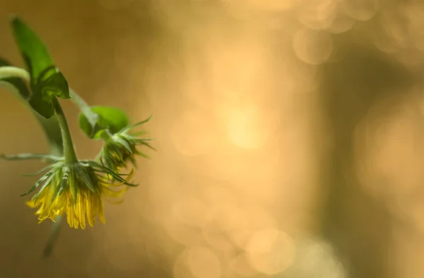 Close Planta Com Flores Medicinais Elecampano — Fotografia de Stock