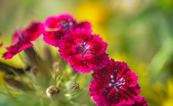Közelkép Egy Virágzó Vörös Mezős Szegfűről — Stock Fotó