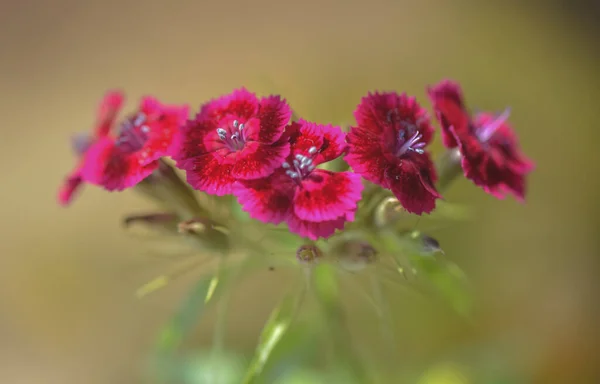 Gros Plan Œillet Champ Rouge Fleurs — Photo