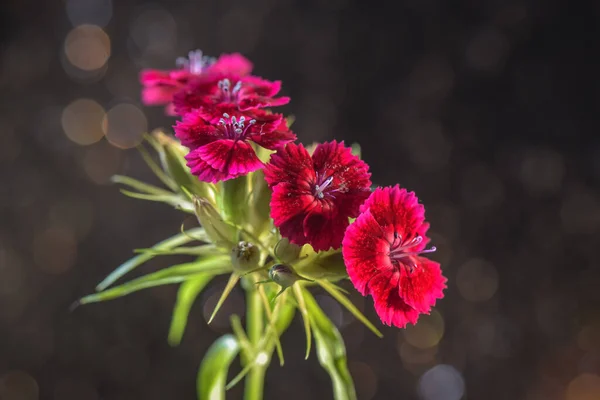 Nahaufnahme Einer Blühenden Roten Feldnelke — Stockfoto